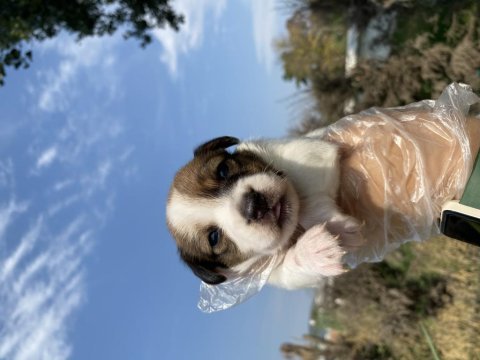 Jack russell yavrularımız