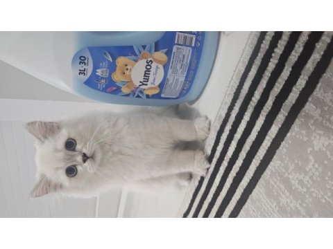Sevimli british longhair kedicik
