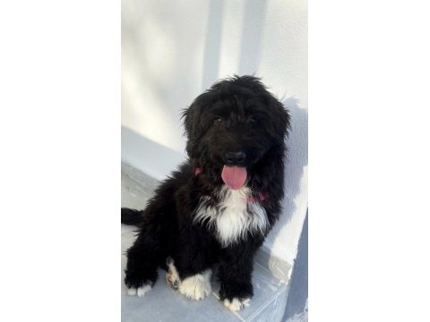 Black russian terrier