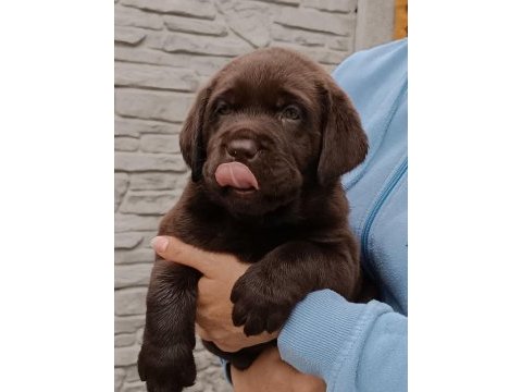 Labrador retriever yavruları muhteşem formda