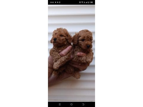 Poodle yavrular