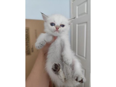 Evinizin yeni üyesi olacak minnoş kediler