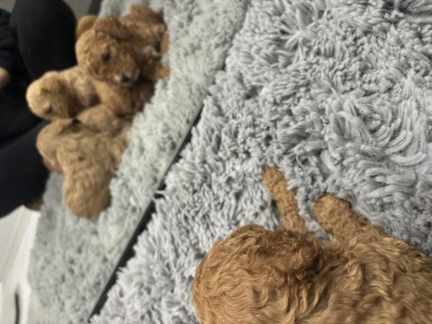 Toy poodle orjinal yavrular dişi erkek