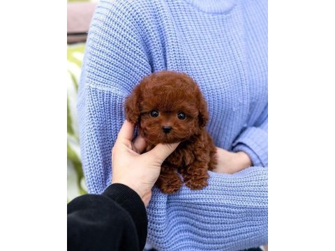 Minik dostlar toy poodle