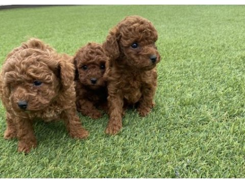 Poodle yavrular
