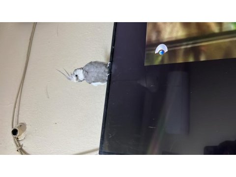 Wifi sultan babacanı erkek