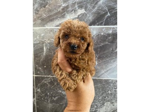 Orjinal minyatür toy poodle yavrular