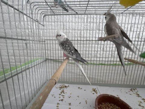 Edirne uzunköprü de 2 adet eş sultan papağanı