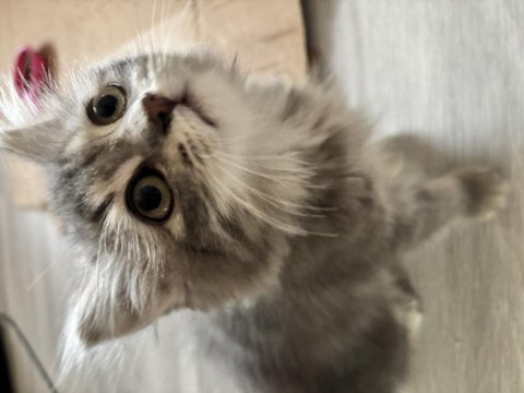 British longhair persian 1,5 aylık oyun hastası yavru