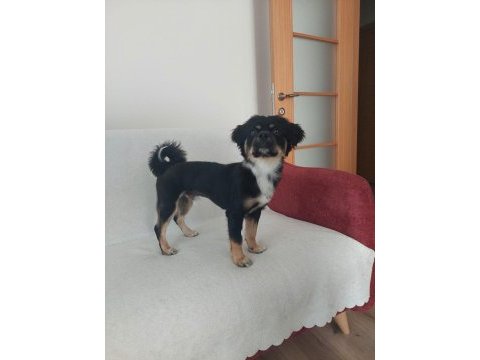 1,5 yaş terrier mix erkek