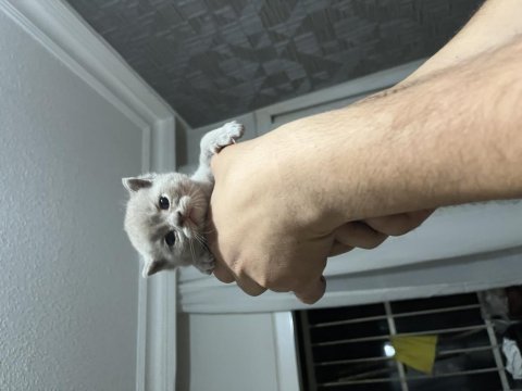 Minik scottish fold bebeklerim