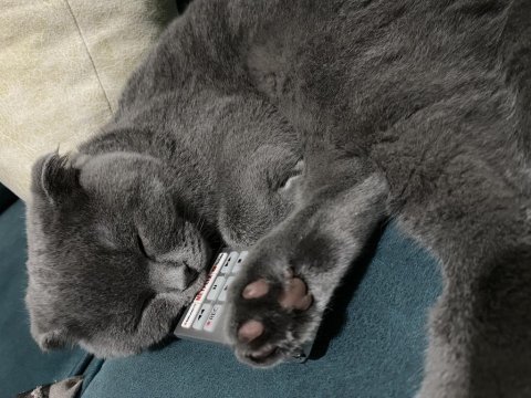 Scottish fold 5 aylık