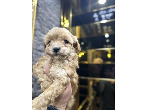 Maltipoo yavrusu köpeklerimiz