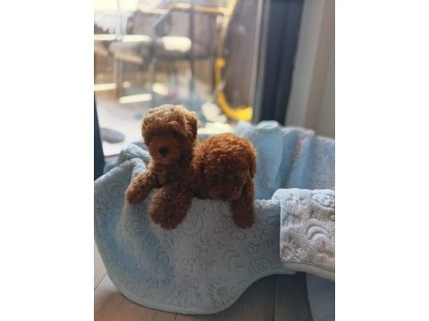 Ev üretimi poodle bebekler