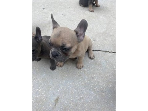 Fransız bulldog bebeklerimiz 66 günlük