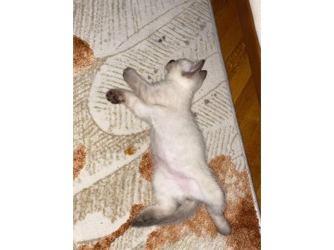 British shorthair yavru