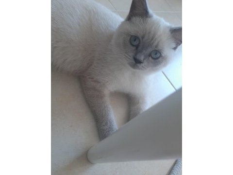 2 yaşında british shorthair kedimiz yuvasını arıyor