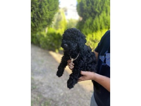 Lekesiz black poodle a kalite