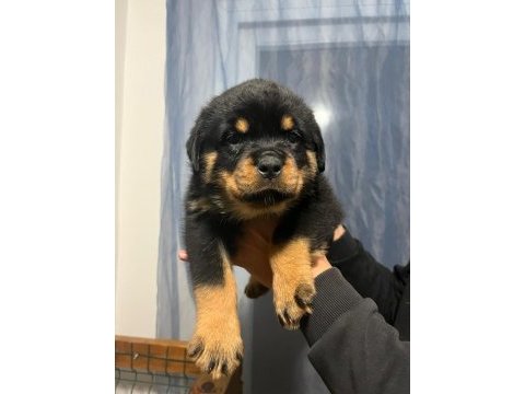 Fcı secereli rottweiler yavrularımız