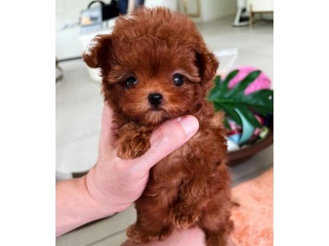 Orijinal kore yavrular türkiyede tek poodle