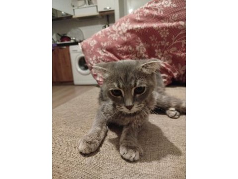 4 aylık scottish fold yavru