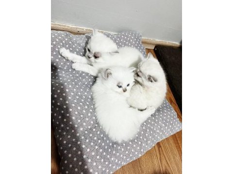 27 mayıs doğumlu 4 adet yavru scottish fold
