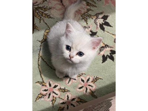 British shorthair kedimiz sahiplendirilecektir