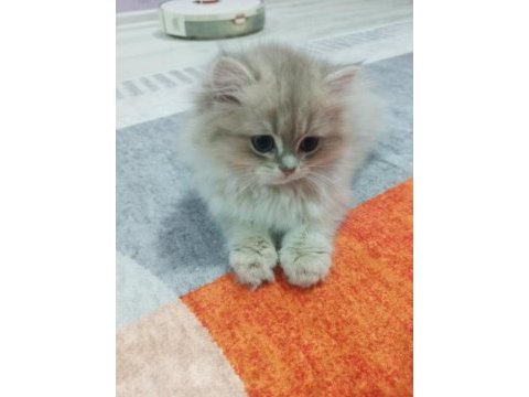 Saf kan british longhair blue golden yavrular
