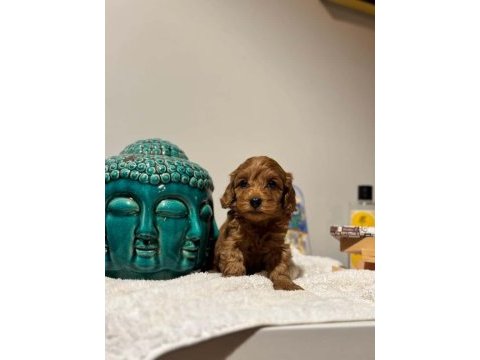 İstanbul uygun bütçeli kapıda ödemeli maltipoo