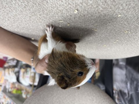 Ginepig yavruları citypetshop