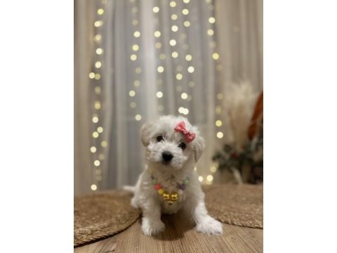 Yavru terrier pamuk gibi bir dişi