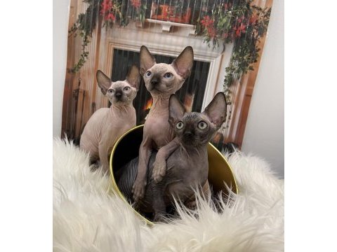 Sphynx sfenks tüysüz dişi erkek yavru