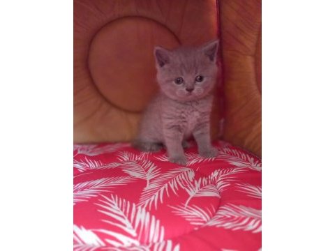 Erkek british shorthair kedilerimiz sağlıklı kaliteli