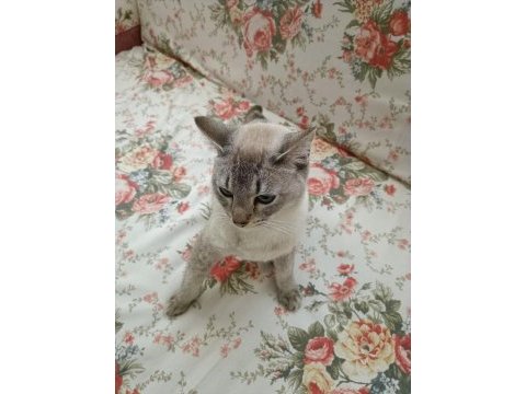 British shorthair ücretsiz sahiplendirme