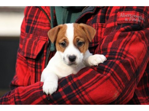 Fcı-kıf uluslararası şecereli jack russell yavrular (smooth)