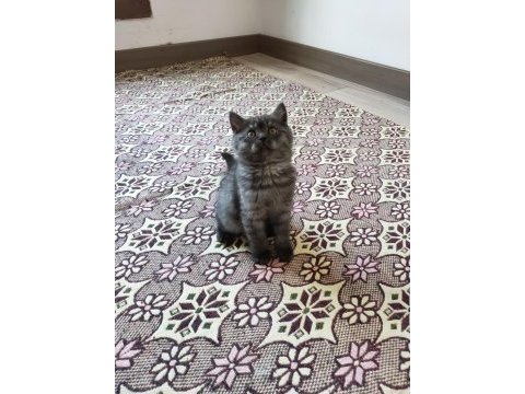 British shorthair kediler