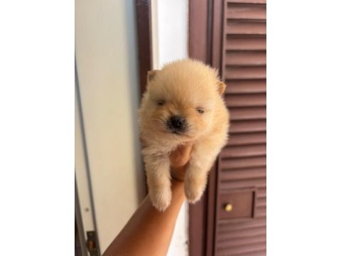 Pomeranian boo gülen yüz