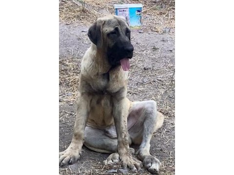 Köpeğimizi sahiplendiriyoruz