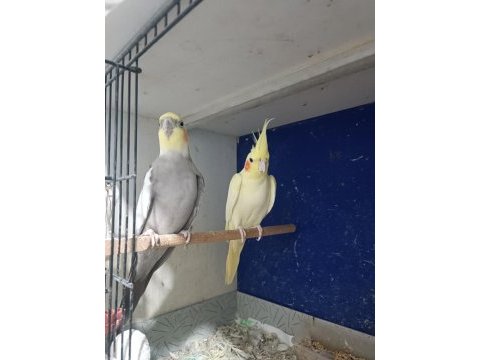 Grey lutino takım sultan papağanı