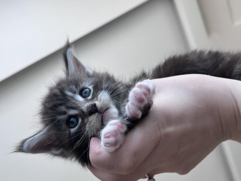 2 aylık dev maine coon