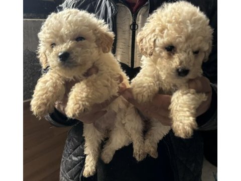 Sıfır numara renk renk maltipo yavruları