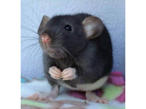 Rat - dumbo rat yavrular ve malzemeleri adrese teslim var