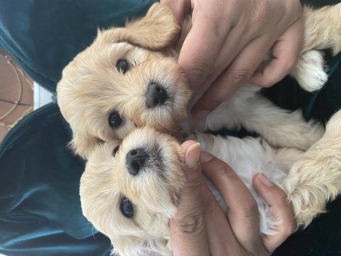 Toy poodle bebekleri