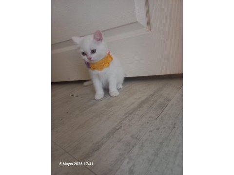 2 aylık pamuk british longhair
