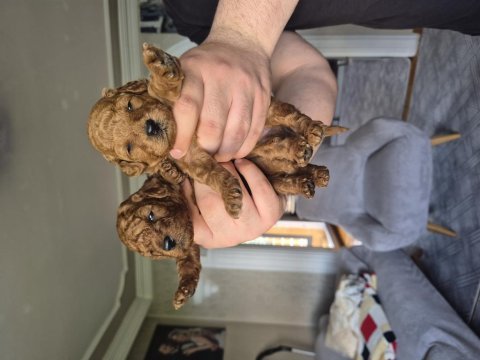 Toy poodle erkek yavrular