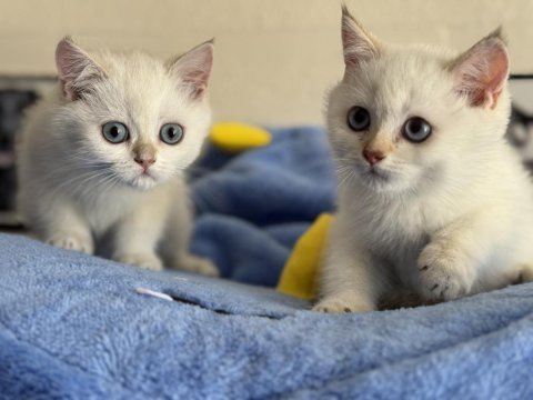 Ankaranın  en seçkin british shorthair yavruları