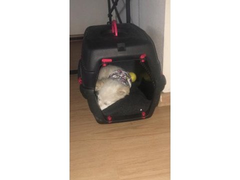 Dünya güzeli köpeğimiz arya