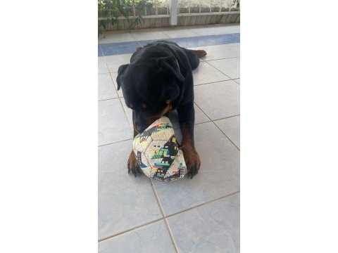 Rottweiler