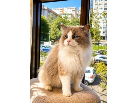 Ücretsiz ragdoll kedimiz