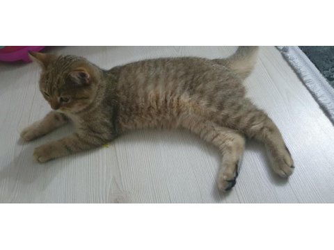 7 aylık yavru british shorthair kedimiz